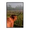 Stupell Industries Highland Cow Gazing Out Framed Giclee, design by Jenny Rainbow Fine Art